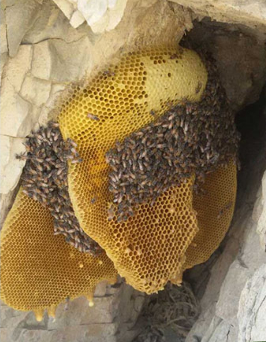 عسل وحشی یک کیلویی
