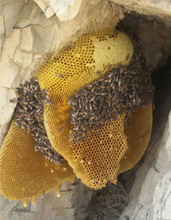 عسل وحشی یک کیلویی